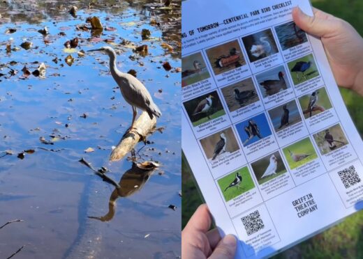 WHAT'S ON Cozzie livs might be rough rn but at least bird watching is free…and we know the best places to go for it