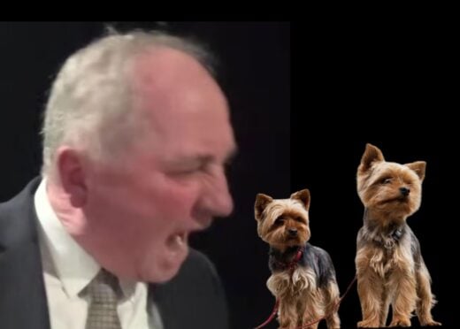 REACHING OUT Pistol and Boo offer support to Barnaby Joyce’s latest canine adversary
